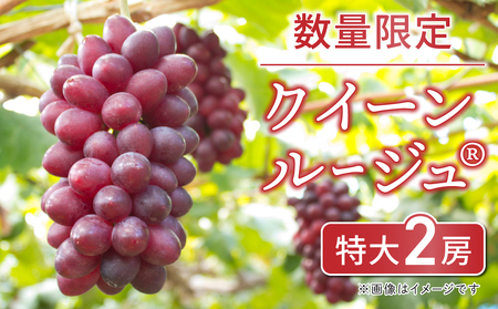 【数量限定・先行予約】クイーンルージュ特大2房※7月中旬～8月上旬頃発送