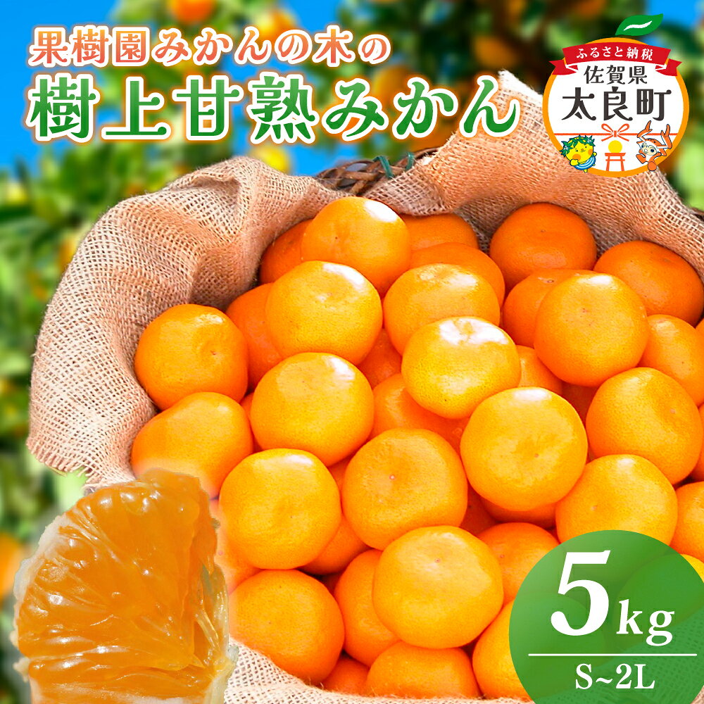 【ふるさと納税】 N22x1 果樹園みかんの木の樹上甘熟みかん5kg みかん ミカン 蜜柑 温州みかん 完熟みかん 甘熟 国産 こだわり 贈答品 産地直送 詰め合わせ 佐賀県 太良町 【2026年11月下旬-2027年1月下旬発送予定】