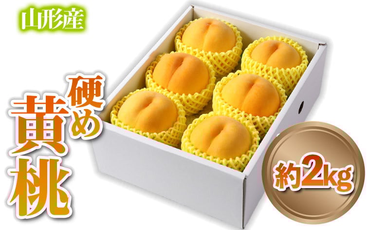 
            山形産 硬め 「黄桃」 秀品 約2kg (5玉～8玉)【令和7年産先行予約】 FS24-084 くだもの 果物 フルーツ 山形 山形県 山形市 2025年産
          