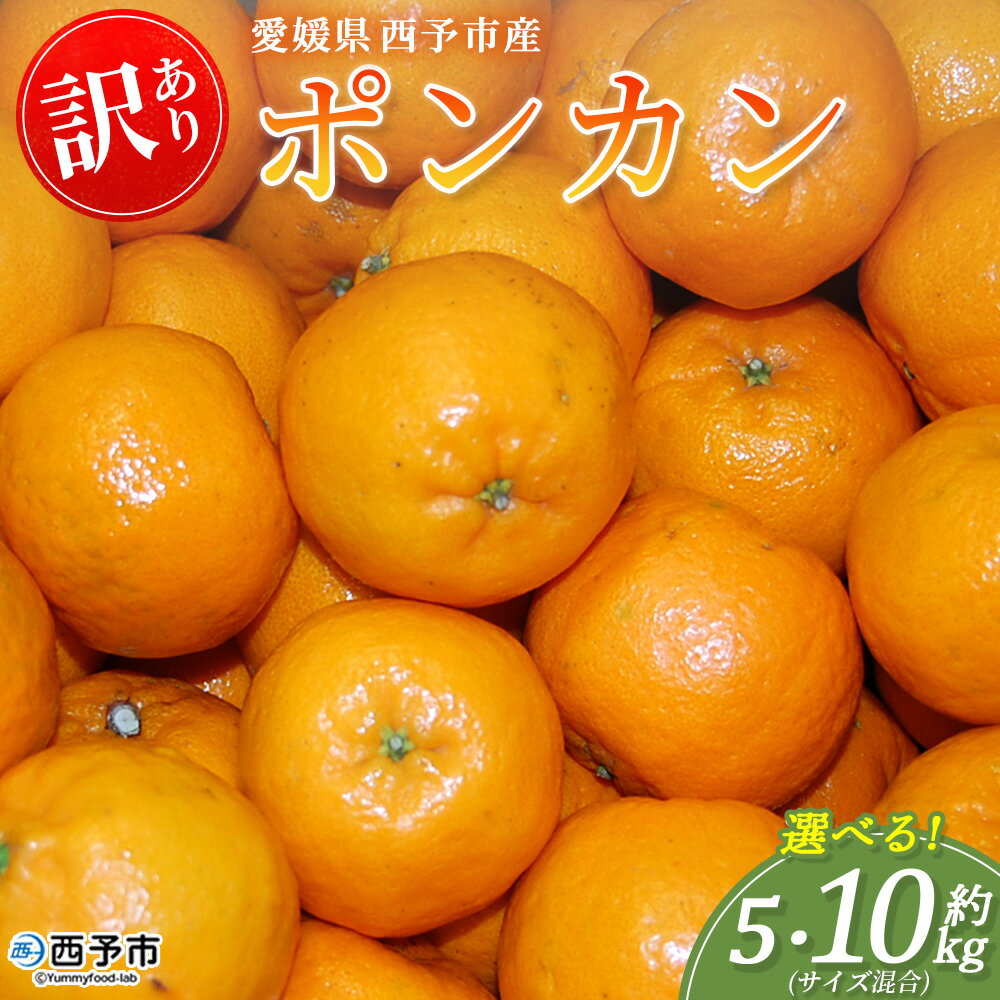 【ふるさと納税】＜訳あり ポンカン (サイズ混合) 約5kg/10kg＞選べる 蜜柑 ミカン みかん 果物 フルーツ 柑橘 ぽんかん 西宇和 果汁 ジューシー 国産 愛媛県産 西予市産 ご家庭用 自宅用 訳アリ 特産品 丸二青果 愛媛県 西予市【常温】『2026年1月～3月に順次出荷予定』