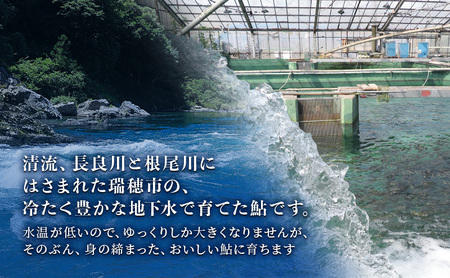 【先行予約】塩焼用 活〆冷凍あゆ 約1kg（9尾～13尾）| 鮎※北海道・沖縄・離島への配送不可 ※2026年7月上旬～9月中旬頃に順次発送予定