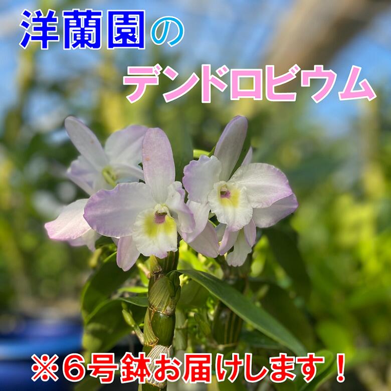 【ふるさと納税】お花 フラワー 花 デンドロビウム 洋蘭園 6号鉢 お届け便 山口県 贈り物 ギフト(1261)