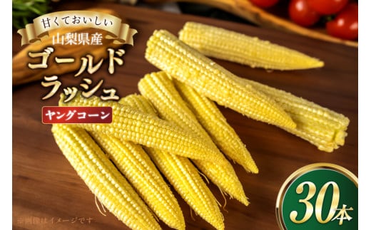 とうもろこし ゴールドラッシュ ヤングコーン 30本入り [さとう農園 山梨県 中央市 21471038] トウモロコシ スイートコーン 甘い コーン 野菜