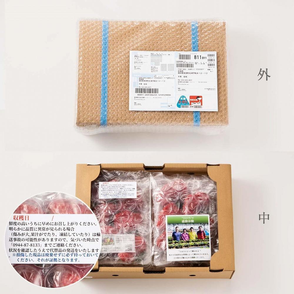 【2025年1月～4月納品分予約販売】★たっぷり1000g！★ミニサイズの「完熟あまおう」セット