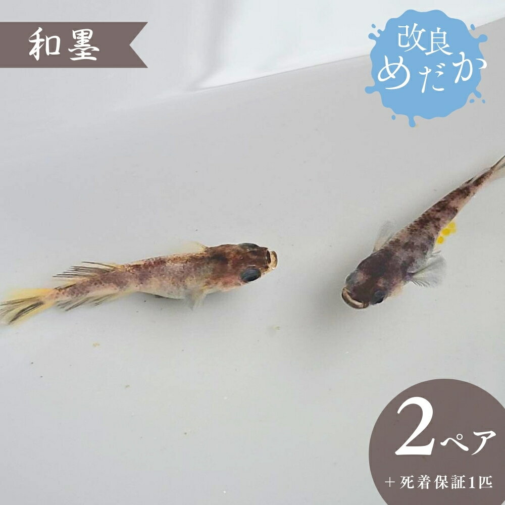 【ふるさと納税】改良めだか ［ 和墨 ］(2ペア＋死着保証1匹） めだか メダカ めだか屋らん メダカ飼育 めだか飼育 観賞用