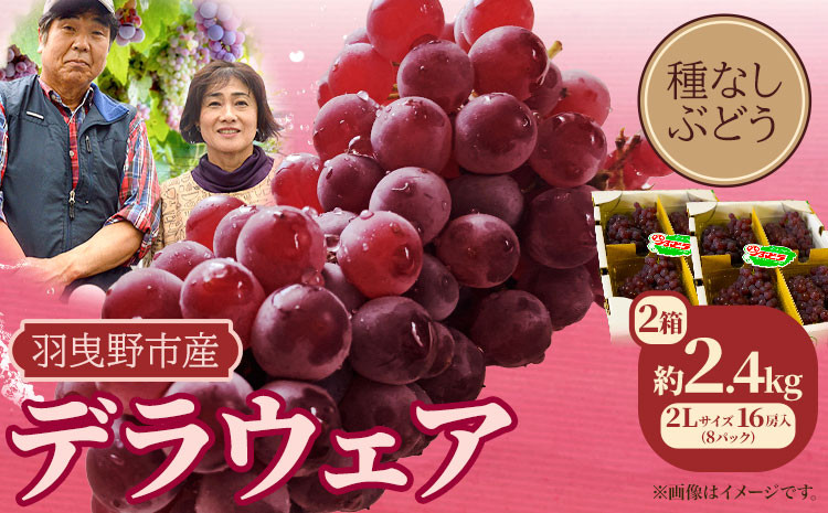 
            デラウェア【ご好評につき受付延長！】デラウェア (種なしぶどう) 2L サイズ 内容量 約2.4kg 16房入り (8パック) 麻野農園《2025年6月下旬-7月下旬頃出荷》大阪府 羽曳野市 ぶどう 果物 フルーツ 葡萄 マスカット
          