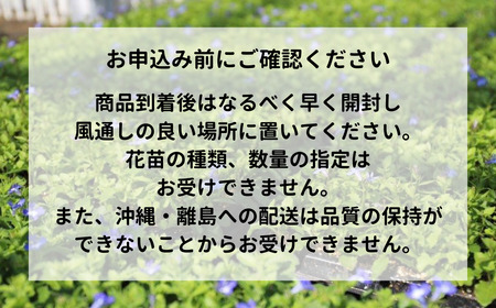 春夏秋冬 季節を感じる箱いっぱいの花苗（年4回 季節ごとにお届け) | 埼玉県 上尾市 花苗 春 夏 秋 冬 年4回コース フラワー ギフト 季節 お花 ガーデニング 旬 インテリア 園芸 工芸品 装