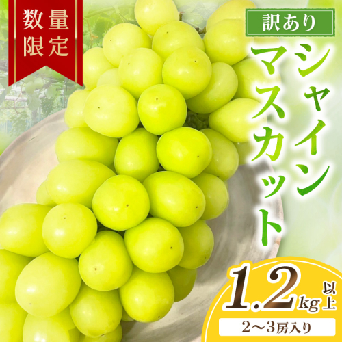 【先行予約／数量限定100】訳ありシャインマスカット 1.2kg以上（2～3房入り）（2026年9月上旬～発送） 果物 フルーツ シャインマスカット 訳あり ふるさと納税 シャインマスカット わけあり 訳有り