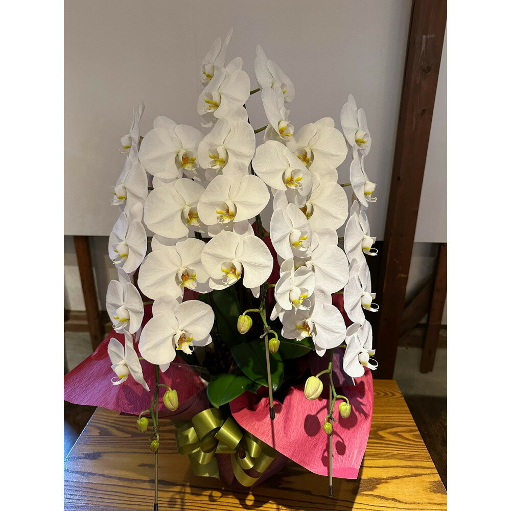 【ふるさと納税】品質抜群　胡蝶蘭3本立て