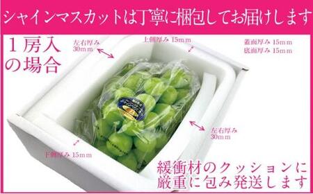 ぶどう 2024年 先行予約 シャイン マスカット 晴王 1房 約700g ブドウ 葡萄  岡山県産 国産 フルーツ 果物 ギフト [No.5220-1667]