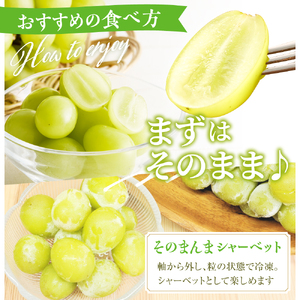 ぶどう ( シャインマスカット ) 1.2kg フルーツ 果物 山形 08-08-016