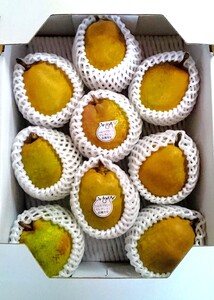 【農園直送！】西洋梨（ラ・フランス）３ｋｇ　ご家庭用　0044-2504