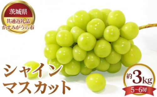 No.659 【先行予約】シャインマスカット　約3kg（5～6房）【茨城県共通返礼品 かすみがうら市】 ／ 果物 葡萄 ぶどう 茨城県