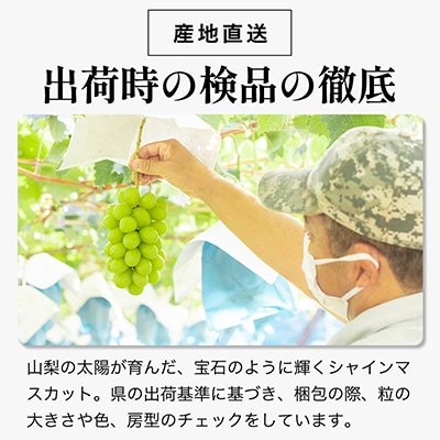 【2025年発送】シャインマスカット 2房 (約1kg) 山梨県産フルーツ 人気のぶどう【配送不可地域：離島・沖縄県】