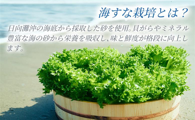 フリルレタス「海すなレタス」3個入×3箱 新鮮 野菜 サラダ【A345】 3個入×3箱