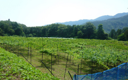 日本酒 ワイン 光圀 大吟醸 常陸ワイン（ 山ブドウ交配種 赤）日本酒