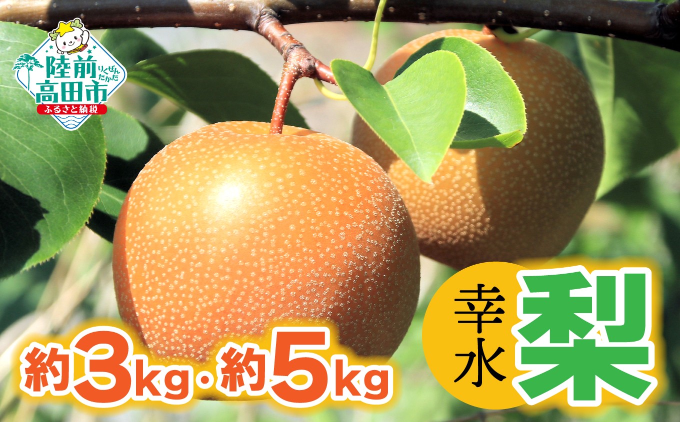 
                  【令和8年夏発送予定】梨 （幸水） 約 3kg・約5kg  熊谷農園
                