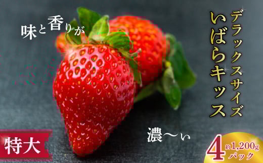 【2026年 先行予約】いちご いばらキッス 特大デラックス 大粒苺 4パック | 苺 イチゴ いちご 檜山いちご園 香り 大粒 特大 デラックス 高級 特別 旬 鮮度 フルーツ 新鮮 朝採れ 採れたて サイズ 大きい 果肉 甘い 美味しい ジューシー 甘味 品質 健康 日持ち 果物 デザート 贈り物 贈答品 ギフトブランド 品種 食べ比べ 人気 茨城県 常陸太田市