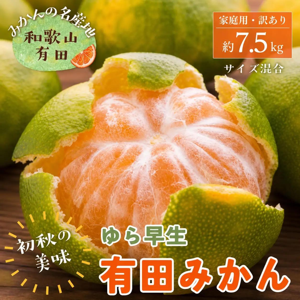 【初秋の美味】有田育ちのご家庭用ゆら早生有田みかん　約7.5kg+200g(傷み補償分)【サイズ混合】【2026年10月中旬～11月上旬頃に順次発送予定】【ard255】