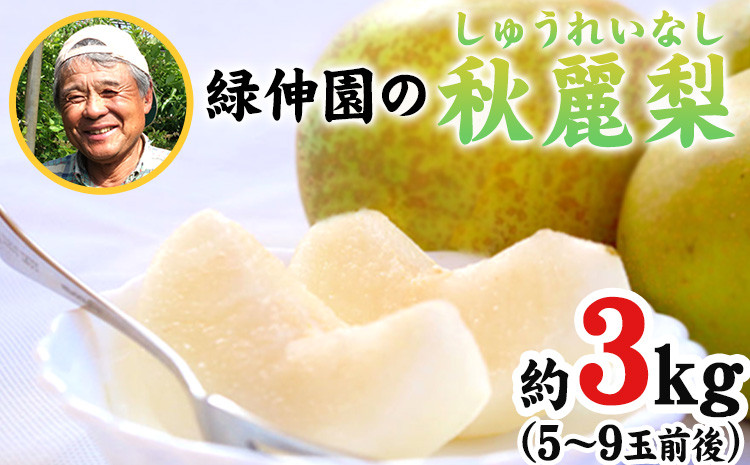 
                  『緑伸園』の秋麗梨 期間限定 たっぷり約3kg 5～9玉前後 《8月上旬-8月下旬頃出荷》 なし 秋麗 果物 スイーツ フルーツ デザート スムージーにも 熊本県玉東町産
                