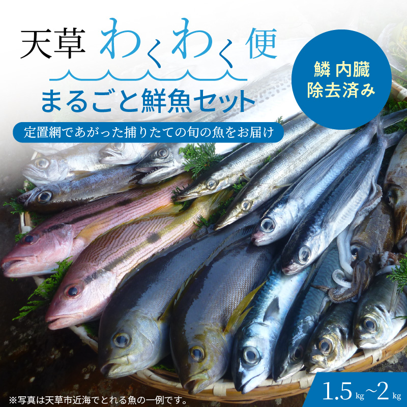 S059-017_【鱗 内臓 除去済み】 天草わくわく便 まるごと鮮魚セット