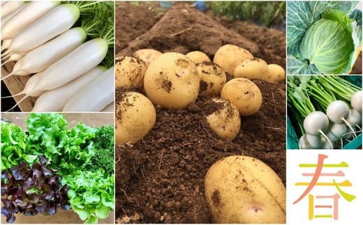 春の野菜はキャベツ、大根、かぶ、ジャガイモ、レタス、そら豆、小松菜、タケノコ、ニラ、グリーンピース、ケール　etc