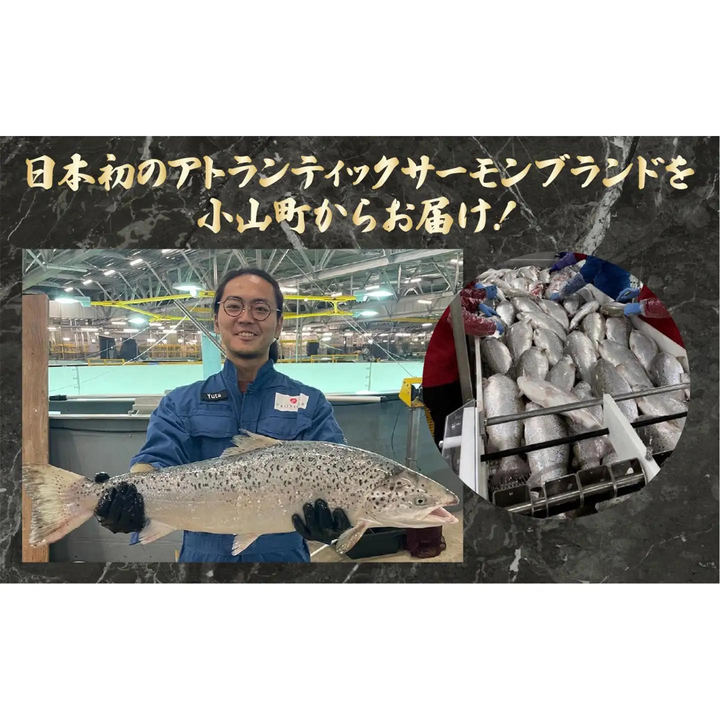 小山町産 アトランティックサーモン アラ×2P 約500g サーモン