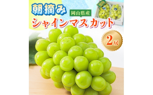 ＜先行受付＞岡山県産 農家直送 朝摘みシャインマスカット2房セット (1.2～1.5kg)_シャインマスカット ぶどう 葡萄 ブドウ 岡山産 果物 くだもの フルーツギフト フルーツ 贈答用 果物セット 岡山県 津山市 産直 産地直送 送料無料【1433060】