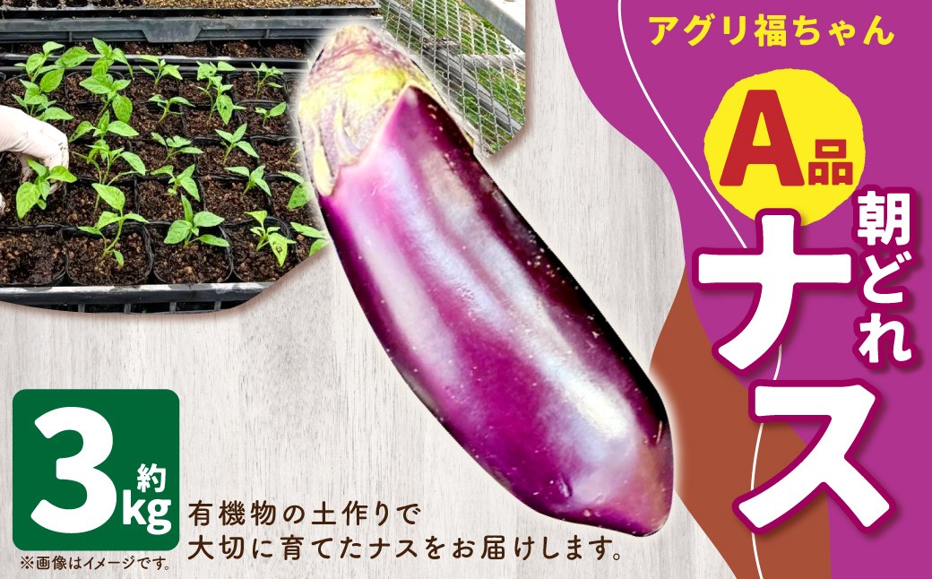 
                  【鹿児島県産】【A品】 ナス 3kg なす 茄子【2026年7月上旬から9月下旬発送予定】 ZS-9108
                