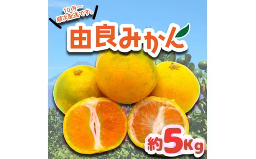 由良 みかん 約5kg ( みかん 果物 由良 みかん フルーツ 西浦 みかん 柑橘 オレンジ 国産 ゆら )