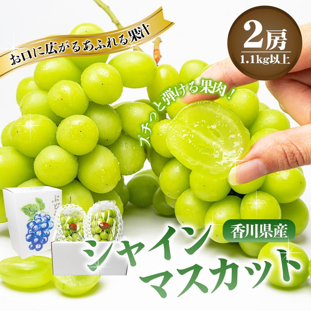 【ふるさと納税】瀬戸内のシャインマスカット　2房（約1.1kg） マスカット 葡萄 ぶどう ブドウ フルーツ 果物 くだもの 果実 旬の果物 旬のフルーツ 贈答用 ギフト プレゼント 香川 香川県 東かがわ市　お届け：2025年8月中旬～10月中旬