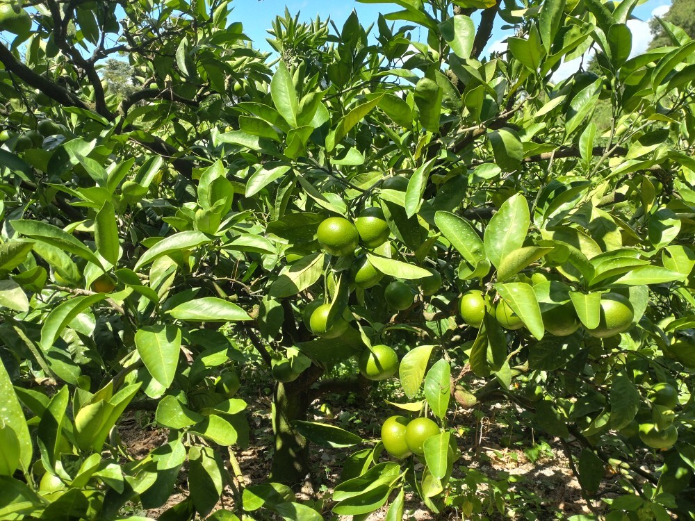 【周防大島産】日南一号（極早生種）5kg