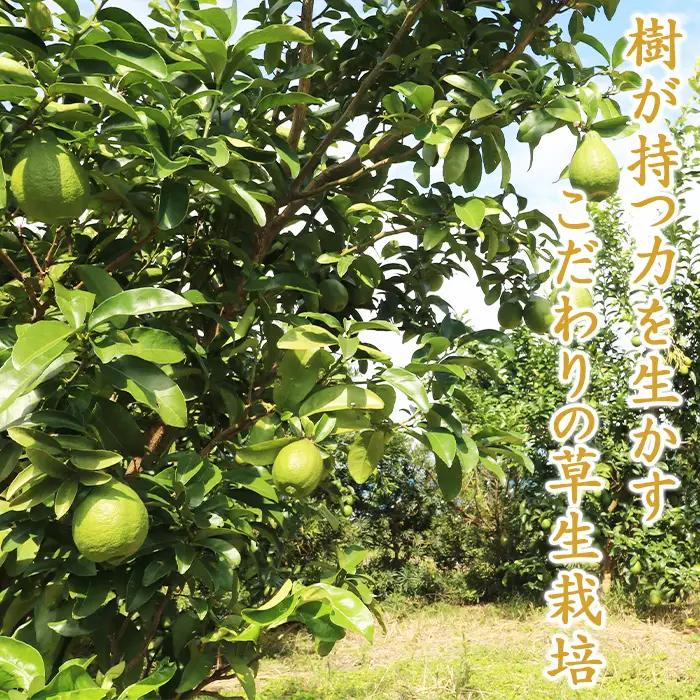 【鴨川の柑橘】まろやかな酸味とたっぷり果汁『璃の香レモン』５kg 《10月より発送開始》《数量限定》《先行予約》ちばエコ農産物 りのか リノカ 国産レモン 旬の柑橘 レモン 薄皮 草生栽培 低農薬 除