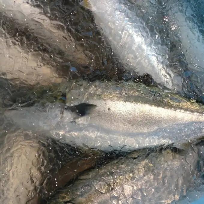 室戸産天然ぶりまるごと１匹（５ｋｇ～）下処理不可 FN-Limited-PR