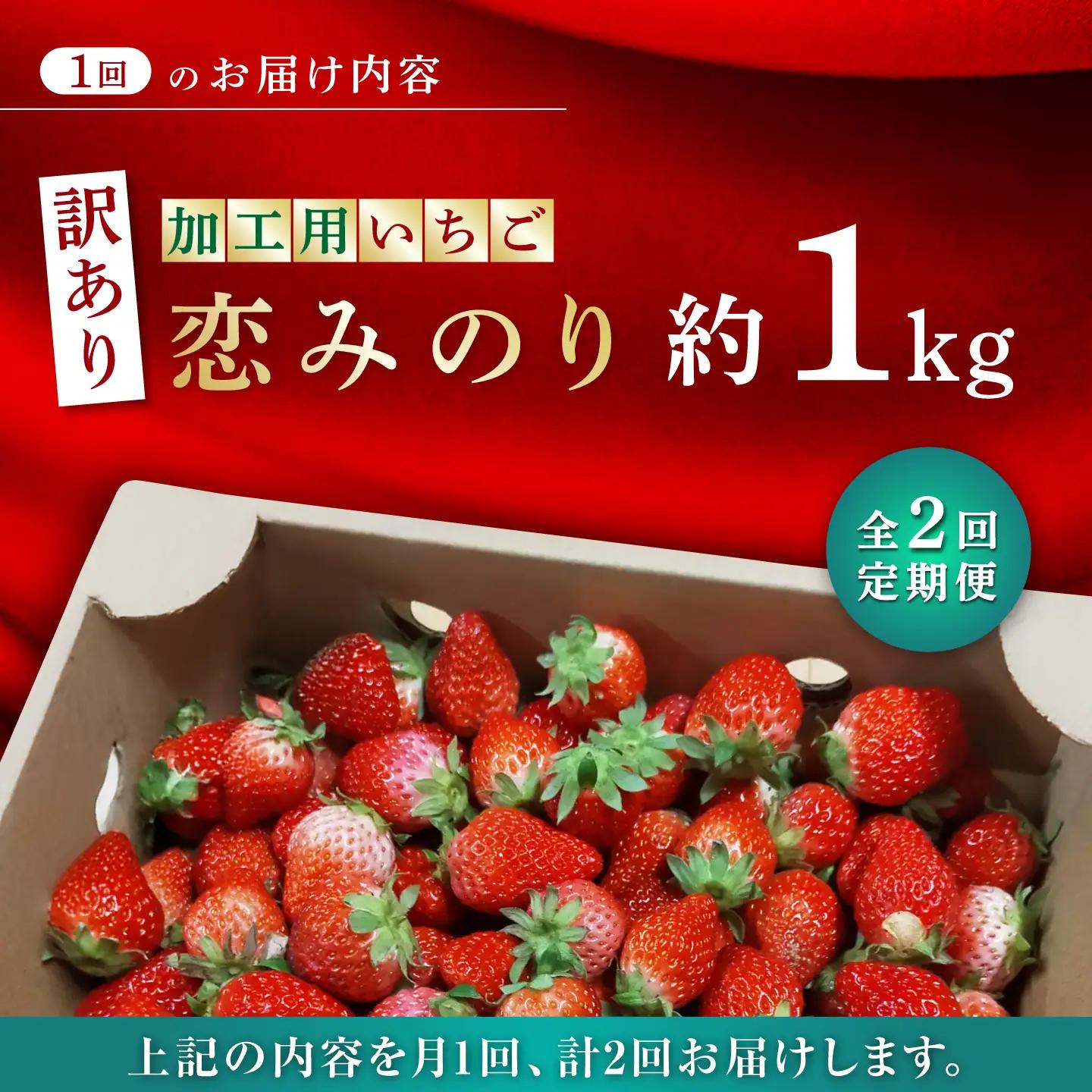 訳あり加工用いちご先行予約2回定期 恋みのり約1kg 苺いちごイチゴ有機栽培ZBB013