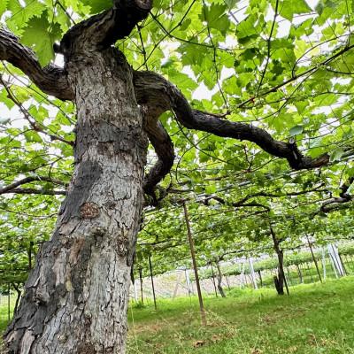 ふるさと納税 富山県 R359(サンゴク)2023 |  | 01