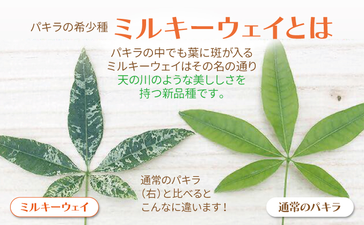 【森水木のラン屋さん】パキラ ミルキーウェイ 実生苗 斑入り 2.5号 ポット 栽培苗 ベージュ系素焼き鉢 熊本県 宇城市産 観葉植物 希少品種 風水 縁起 白斑 種類 育てやすい 初心者 人気 室内