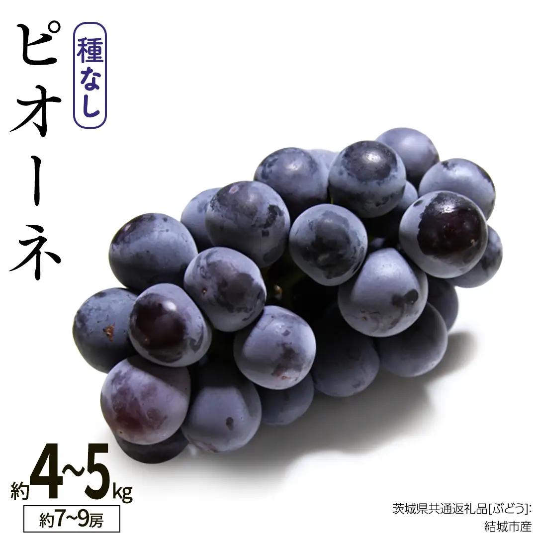 ピオーネ 約4～5kg 約7～9房【2026年8月より発送開始】（茨城県共通返礼品 [ぶどう]：結城市産） フルーツ 果物