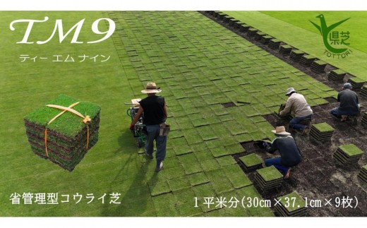 
                  【2026年9月中発送限定】芝生（省管理型コウライ芝　TM9ティーエムナイン）【芝生 芝 トヨタ トヨタ自動車 家庭用 痛くない 日本芝 ガーデニング 1平米 1㎡ 1平方メートル 庭 植物 人気 おすすめ 鳥取県 琴浦町 送料無料】
                