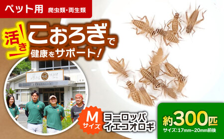 活きヨーロッパイエコオロギ Mサイズ300匹 BKBN005 コオロギ