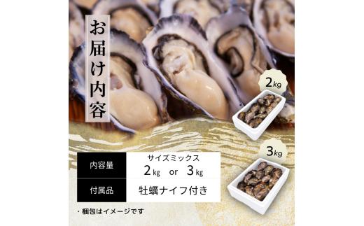愛南 オイスター 3kg 24000円 牡蠣 加熱用 殻付き 三倍体 真牡蠣 ブランド 特産品 お取り寄せ グルメ 大粒 濃厚 クリーミー おいしい 新鮮 ご褒美 かき パスタ アヒージョ まがき 夏 産地 直送 愛南漁業協同組合 御荘支所 愛媛 新居浜