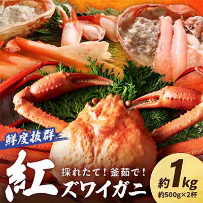 ふるさと納税 京丹後市 採れたて!釜茹で!　紅ズワイガニ　2杯　冷蔵便