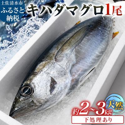 ふるさと納税 土佐清水市 天然 キハダマグロ 1尾(約2kg〜3kg)下処理あり 約8〜12人前【R01758】