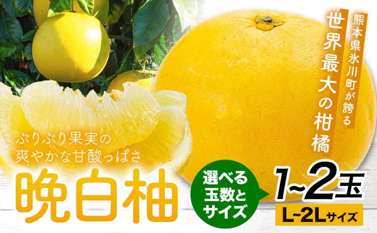 
                  晩白柚 選べる 1玉 2玉 Lサイズ 2Lサイズ ばんぺいゆ 熊本《1月上旬-1月末頃出荷》熊本県 氷川町 果物 フルーツ 熊本県産 晩白柚 ばんぺいゆ
                