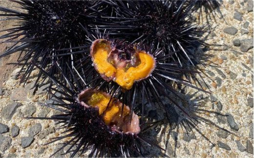 うにめしの素 2合用×1袋（60g）《壱岐市》【メイリ・キッチン】[JBD011] うに ウニ 雲丹 うにめし 炊き込みご飯の素 炊き込みご飯 セット レトルト 簡単 7000 7000円 