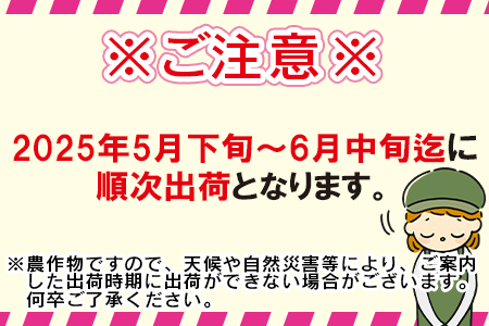 期間限定！予約受付！＜宮崎県産 スイートコーン 約4.5kg＞2025年5月下旬～6月中旬迄に順次出荷【 先行予約 穀物 野菜 甘い 季節限定 とうもろこし おやつ ご飯 スープ サラダ BBQ 】