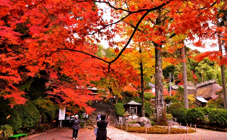 大興善寺契園入園・お茶席券【大人旅 癒し つつじ もみじ もみじ狩り 紅葉 新緑 山歩き ひとり旅 散策】 Z4-J004001