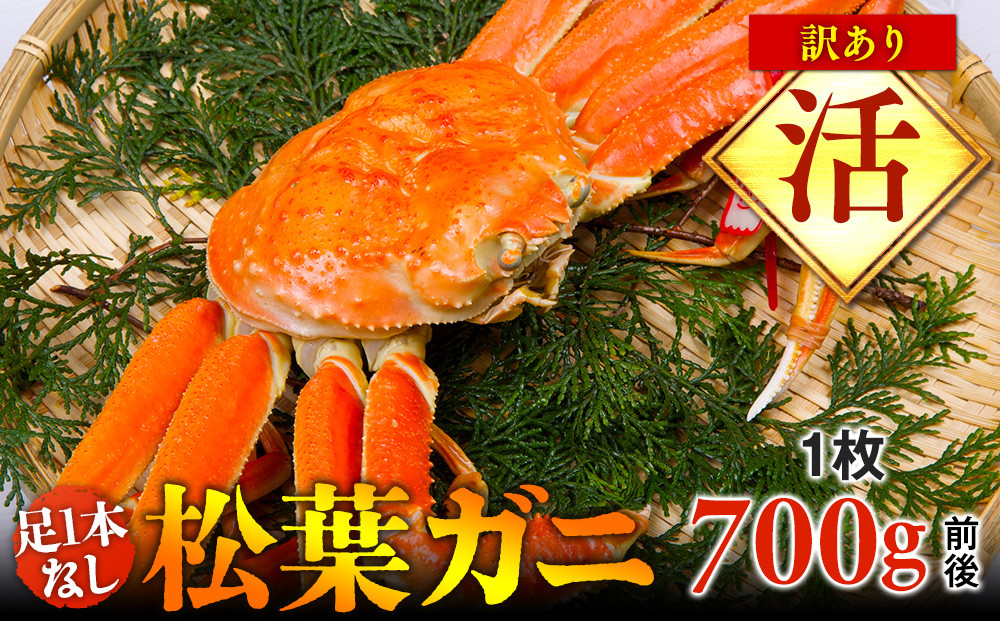 668.【活】足1本なし訳あり松葉ガニ　中1枚（700g前後）【着日指定不可】※2026年11月上旬～2027年3月下旬頃に順次発送予定《かに カニ 蟹》