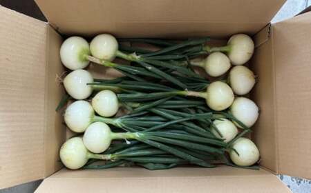 新玉ねぎ 訳あり 5kg  新玉ねぎ シルクオニオン 新玉ねぎ 玉ねぎ愛媛県 愛南町青果市場