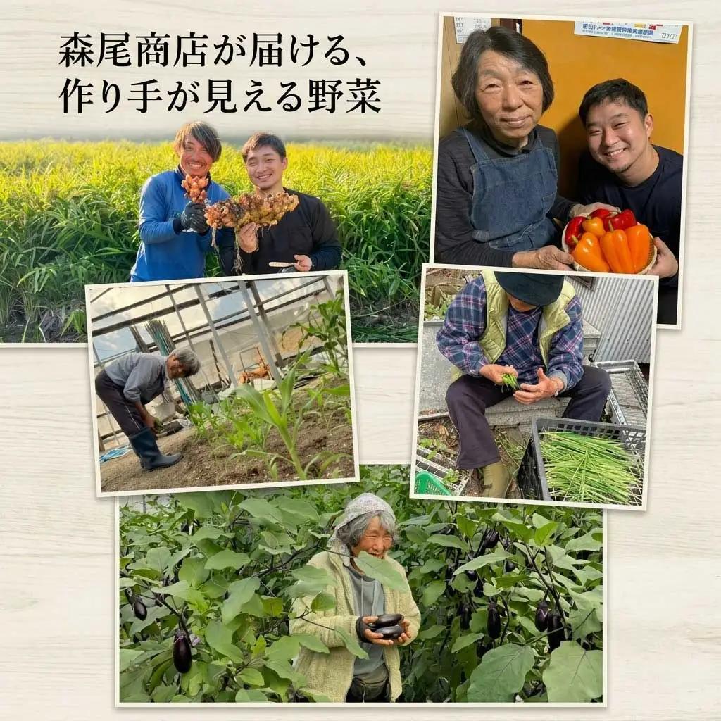 【先行予約】 【6回定期便】 新鮮野菜セット(7～9品)
